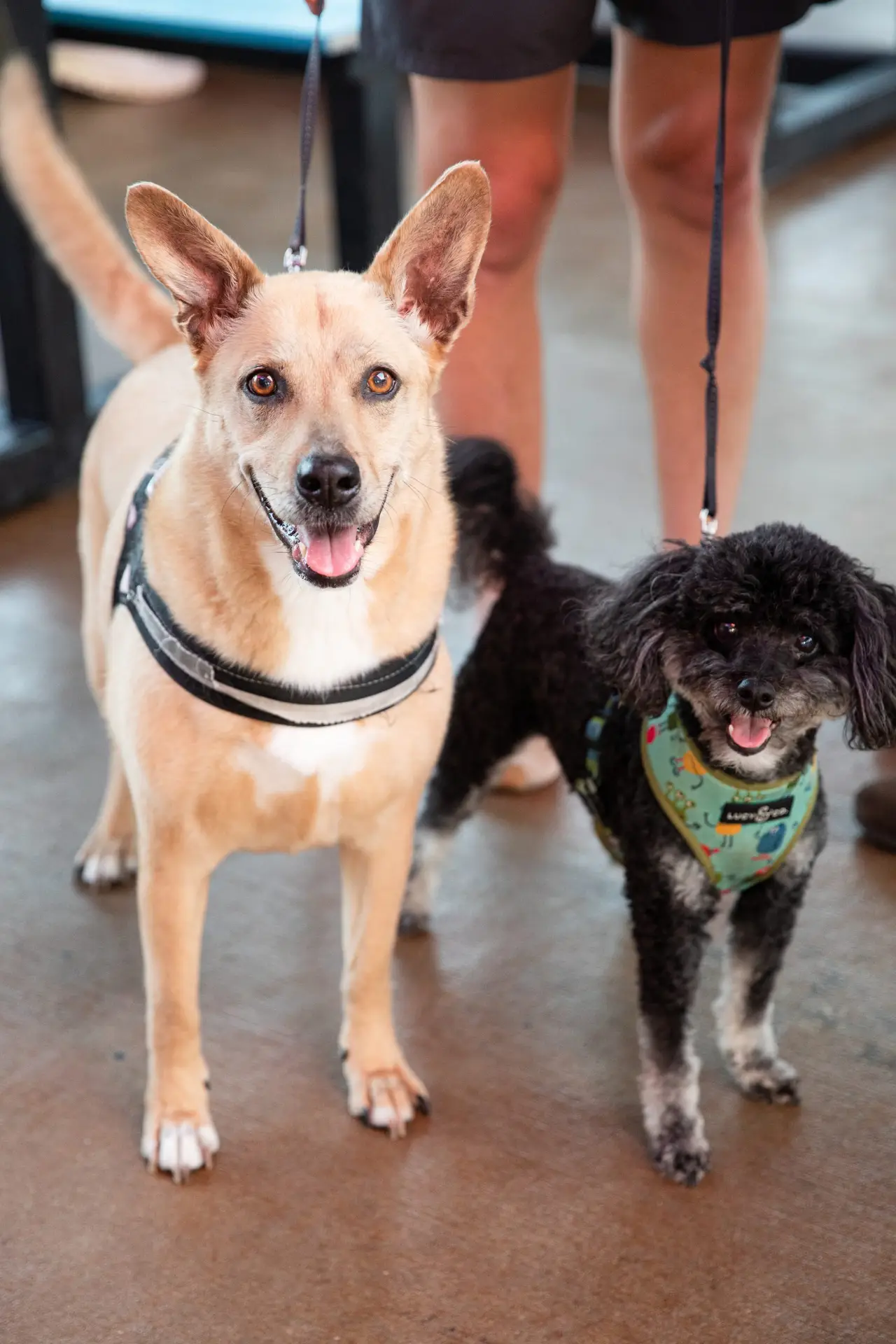 Two dogs on leashes indoors: a tan medium‑sized dog in a black harness and a small black poodle wearing a colorful patterned vest, with a person’s legs in the background.